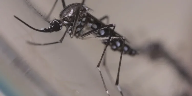 Sequestro de gene após infecção por Zika causa microcefalia, diz estudo