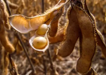 Na Argentina, cenários de alta produtividade da soja estão descartados — Foto: Fundação Solidaridad