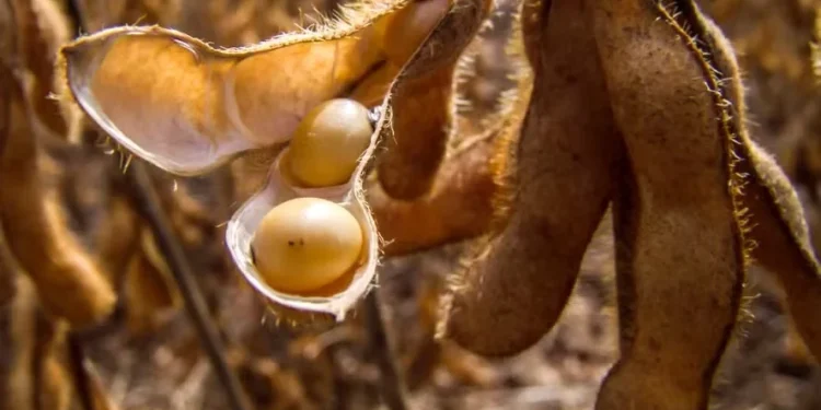 Na Argentina, cenários de alta produtividade da soja estão descartados — Foto: Fundação Solidaridad