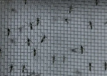 Mosquitos Aedes aegypti • 23/02/2024REUTERS/Carla Carniel