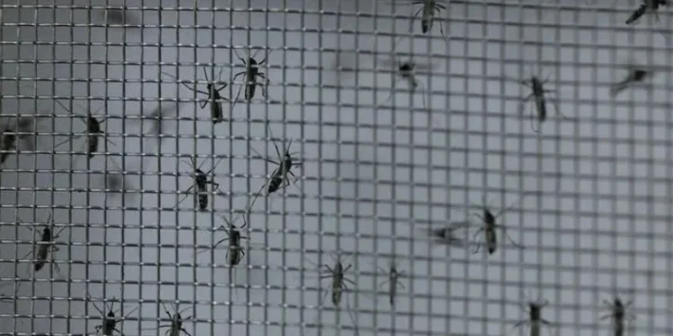 Mosquitos Aedes aegypti • 23/02/2024REUTERS/Carla Carniel