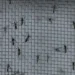Mosquitos Aedes aegypti • 23/02/2024REUTERS/Carla Carniel