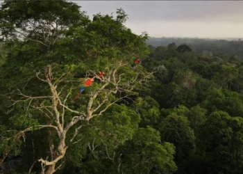 Bioma amazônico será palco da COP 30 • Bruno Kelly/Reuters