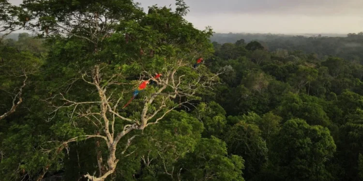 Quem vai presidir a COP30?