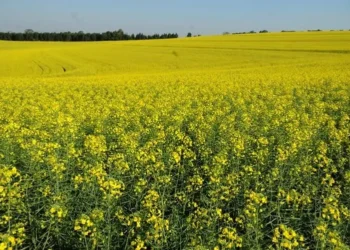 A canola será utilizada para a produção do biodiesel na fábrica da 3tentos de Ijuí — Foto: Ernesto de Souza/ Ed. Globo