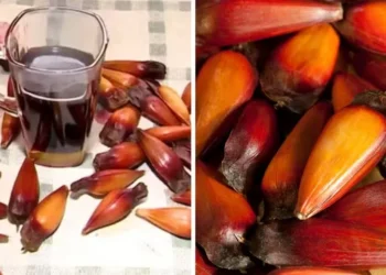 Café de pinhão — Foto: 1) Reprodução/NSC TV / 2) Getty Images/Canva