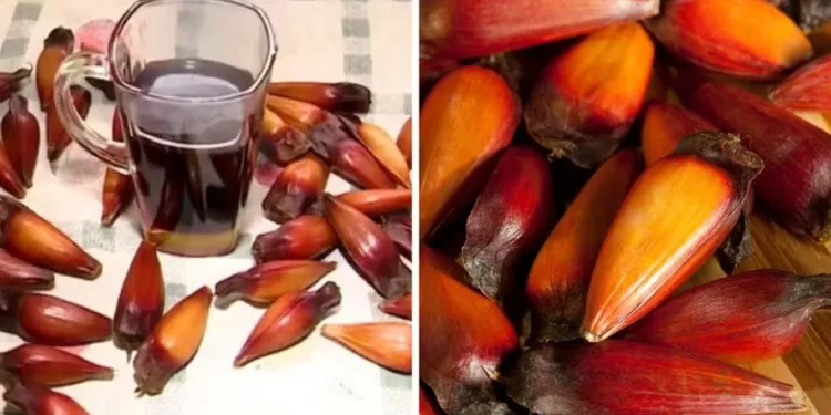 Produtores de SC criam café de pinhão que pode custar até R$ 80 o quilo