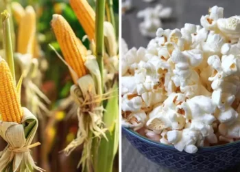 Cereal pode ser usado em diversas aplicações — Foto: Canva/Creative commons