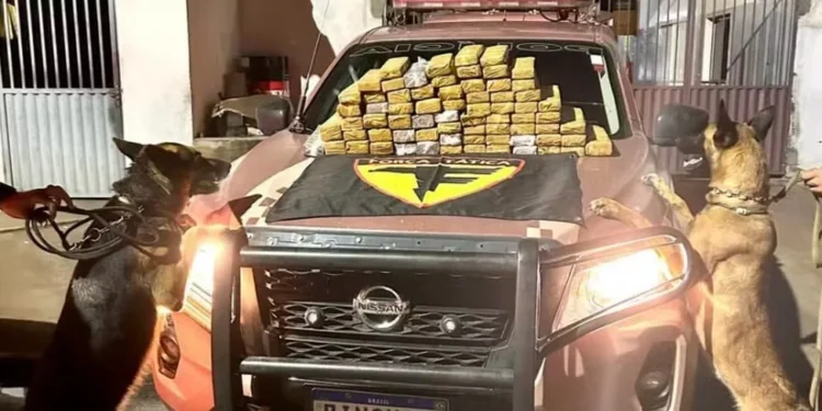 Cães farejadores encontraram cerca de 70 kg de maconha escondidos em malas. — Foto: PM/ Divulgação