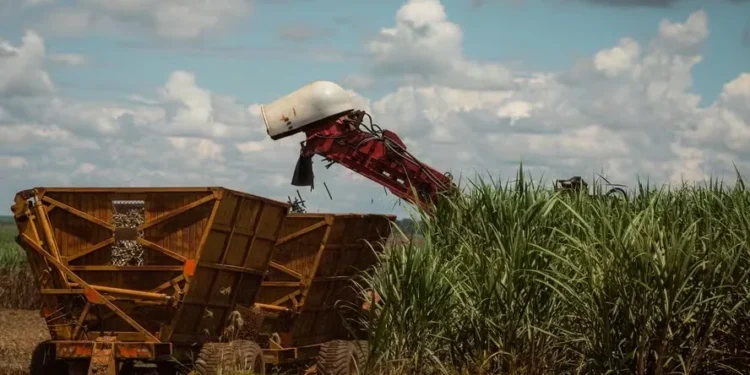 Apesar da quebra, a produtividade da cana ficou 1,4 tonelada por hectare acima da média dos últimos dez anos — Foto: Wenderson Araújo/CNA