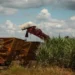 Apesar da quebra, a produtividade da cana ficou 1,4 tonelada por hectare acima da média dos últimos dez anos — Foto: Wenderson Araújo/CNA