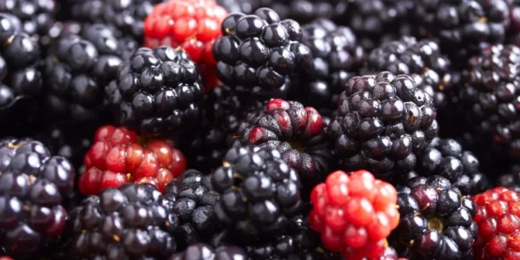 A amora é uma fruta rica em polifenóis com propriedades anti-inflamatórias e antioxidantes • kinemero/GettyImages