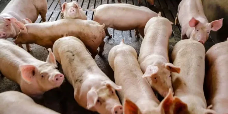 O Brasil é livre de Peste Suína Africana (PSA) desde 1988 — Foto: Roberto Dziura Jr/AEN