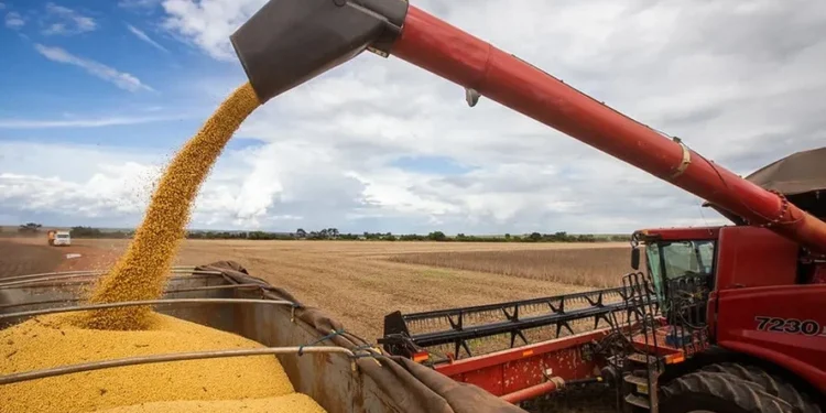 Chuva ainda prejudica avanço da colheita de soja em Mato Grosso, diz Conab