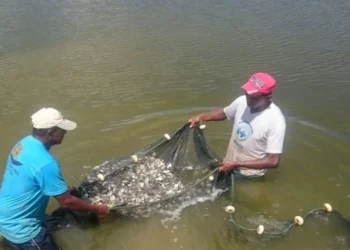 Todo peixe produzido em cativeiro em território tocantinense ficará isento do ICMS até julho de 2027 - Foto: Thiago Tardivo/Governo do Tocantins/Sepea file_download