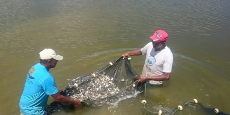 Governo do Tocantins publica decreto que isenta do ICMS todo pescado produzido em cativeiro em todo o Estado
