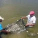 Governo do Tocantins publica decreto que isenta do ICMS todo pescado produzido em cativeiro em todo o Estado