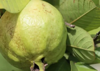 O chá extraído da folha de goiabeira têm inúmeras propriedades terapêuticas para o organismo. • Pexels