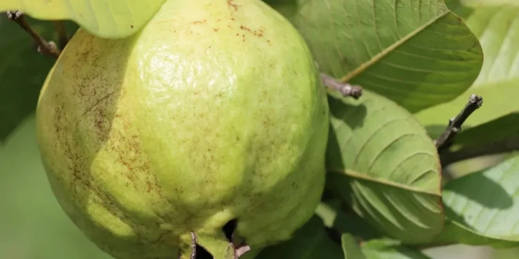 O chá extraído da folha de goiabeira têm inúmeras propriedades terapêuticas para o organismo. • Pexels