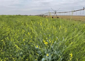 Área de teste de carinata irrigada no interior de São Paulo; segundo especialistas, cultura se adapta ao clima do Brasil — Foto: Divulgação