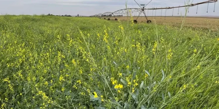 Área de teste de carinata irrigada no interior de São Paulo; segundo especialistas, cultura se adapta ao clima do Brasil — Foto: Divulgação