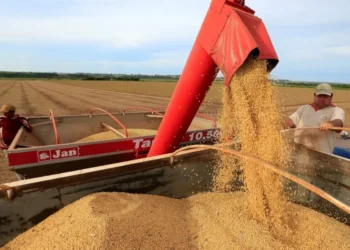 Soja • 17/02/2020REUTERS/Jorge Adorno