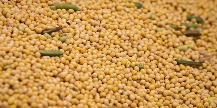 Exportações de soja para a China serão normalizadas em dois meses, diz ministério