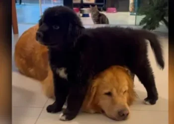 Filhotes de Golden Retriever com Shih Tzu completam quatro meses e tutora celebra em suas redes • Reprodução/Redes Sociais