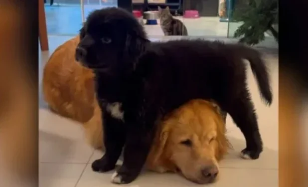 Filhotes de golden retriever com shih tzu completam 4 meses