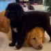 Filhotes de golden retriever com shih tzu completam 4 meses