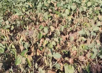 A maior parte da plantação de Rafael Fontana em Joia (RS) está em condições ruins — Foto: Rafael Fontana/Arquivo pessoal