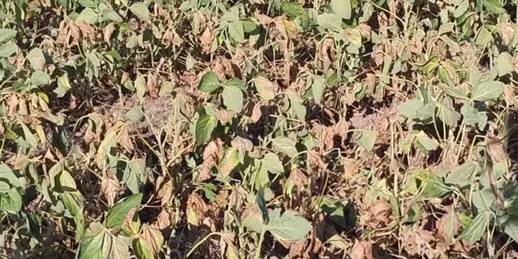 Seca no RS faz produtor de soja estimar perda de 80% na safra