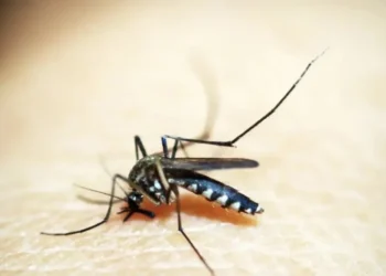 Febre amarela também é transmitida pelo mosquito Aedes aedypti • Pixabay