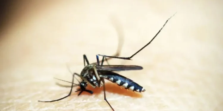 Febre amarela: o que é, sintomas e como funciona a vacina