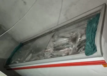 Freezer com pescados em Ipueiras — Foto: Divulgação/PM