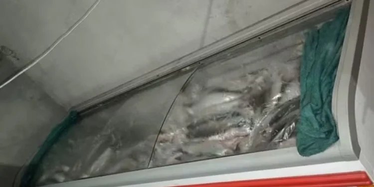 Dois homens são presos após polícia encontrar freezers com 1,7 tonelada de pescados