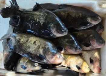 Maioria das pessoas que consomem pescado no sul e sudeste tocantinense buscam supermercados, restaurantes e peixarias - Foto: Thiago Tardivo/Governo do Tocantins/Sepea file_download