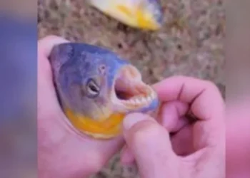 As piranhas normalmente atacam ao longo das margens do rio • Crédito: stock adobe