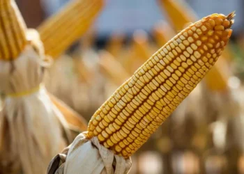 Preços do milho e do trigo estão revertendo o comportamento de ontem — Foto: Wenderson Araújo/CNA