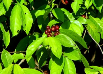 Ulbra Palmas estuda planta do Cerrado para criar bioinseticida sustentável
