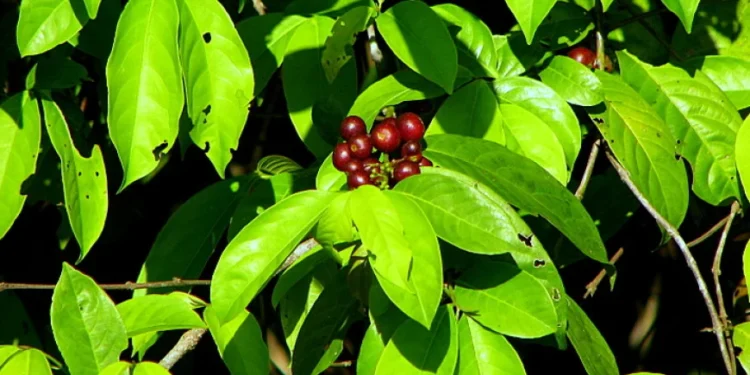 Ulbra Palmas estuda planta do Cerrado para criar bioinseticida sustentável