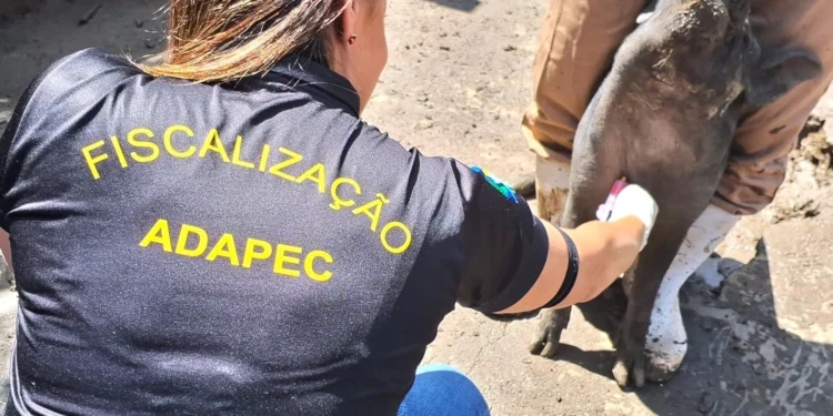 Governo do Tocantins realiza monitoramento sorológico de Peste Suína Clássica em 55 municípios do Estado