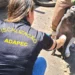 Governo do Tocantins realiza monitoramento sorológico de Peste Suína Clássica em 55 municípios do Estado