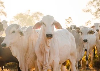 Os produtores rurais tocantinenses vacinaram mais de 5,3 milhões de bovídeos contra a raiva em 2024