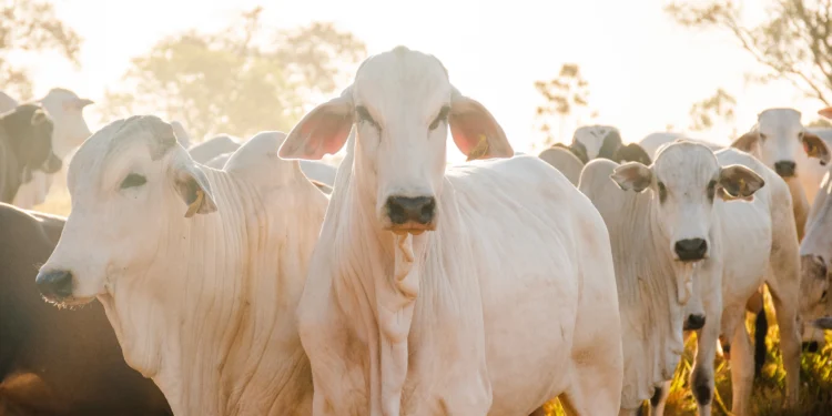 Tocantins registra crescimento de 38,1% na vacinação contra a raiva dos herbívoros em bovinos