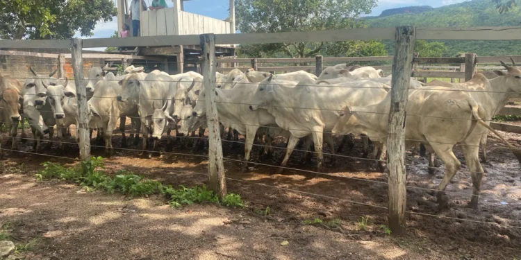 Operação Jequitibá: Polícia Civil recupera 28 cabeças de gado furtadas no interior do Estado