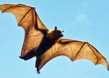 Ambos são conhecidos por circular entre morcegos
crédito: Reprodução/Cienciasresumos