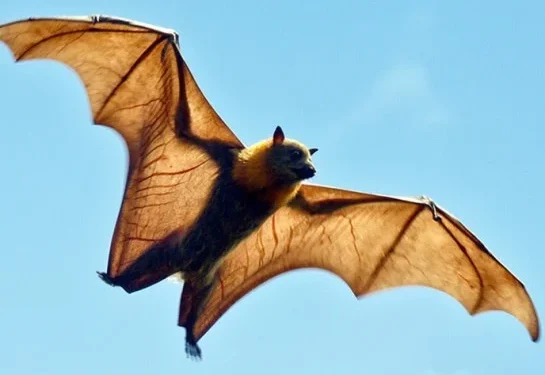 Estamos próximos de uma nova pandemia? O que se sabe sobre HKU5 e MERS