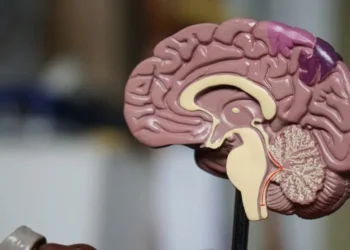 Descubra hábitos que podem contribuir para a saúde do cerébro • Robina Weermeijer/Unsplash