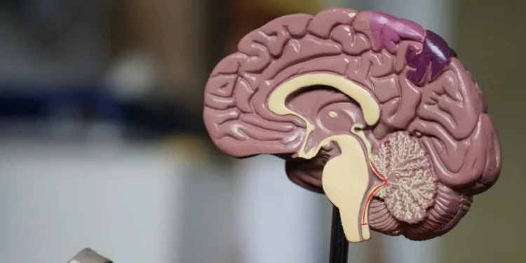 Veja 5 maneiras de fortalecer a função cerebral e reduzir risco de declínio